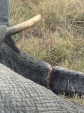 Elephant De-snaring