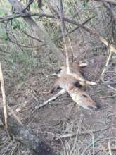 Snared Bushbuck