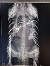 Snared Pangolin X-ray