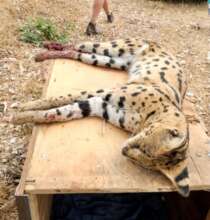 Serval Saved from Snare