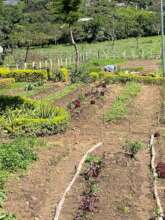 cabbage and lettuce production