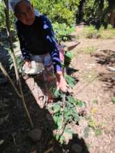nutricional fruit trees