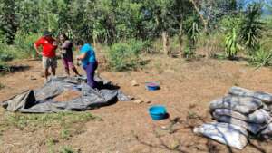 sustaintable agricultural production