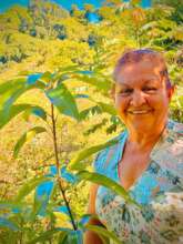 fruit trees