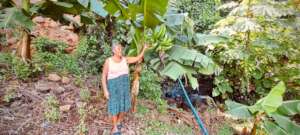 banana production