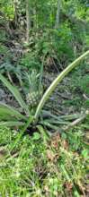 pineapple productionn