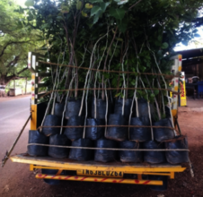 Afforestation