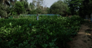 Nutrition Gardens