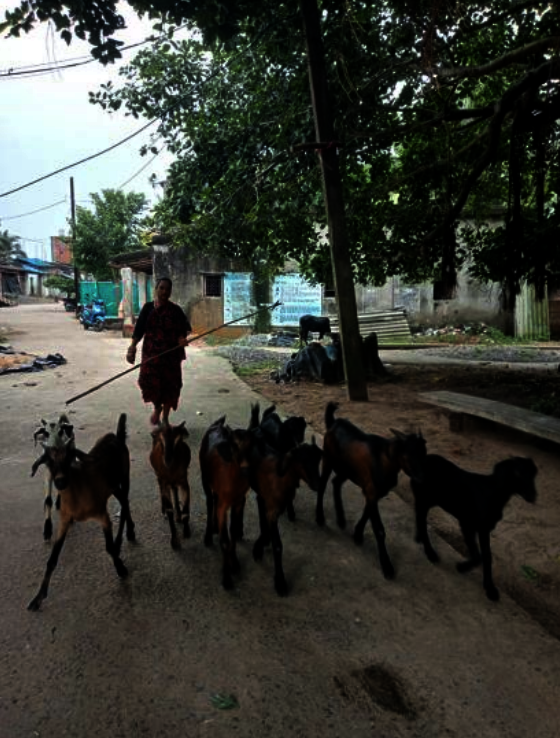 Goat rearing activities