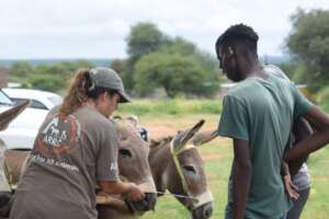 Support and welfare for working donkeys