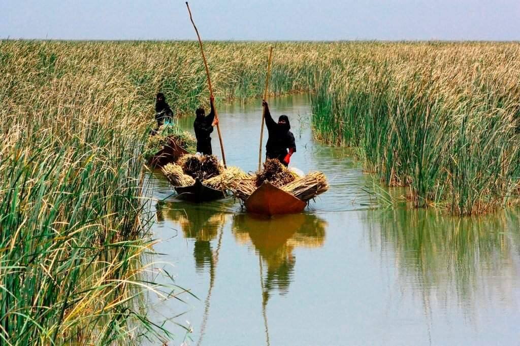 Community Nature Solutions Dhi Qar Marshes