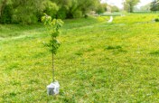 PLANT TREES TO SOAK UP  CARBON DIOXIDE.
