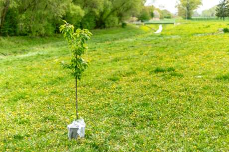 PLANT TREES TO SOAK UP  CARBON DIOXIDE.