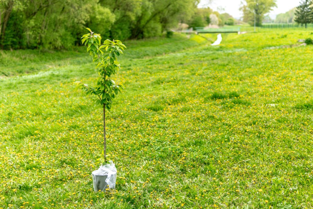 PLANT TREES TO SOAK UP  CARBON DIOXIDE IN NIGERIA