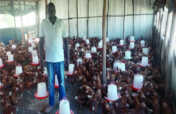 Support, Build 15Women Poultry Enterprise.