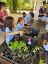 Students repotting basil seedlings on a field trip