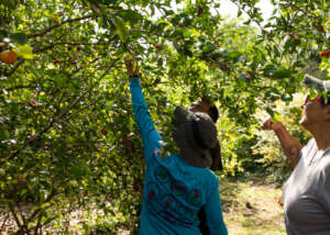 Tasting cherries while touring Food Resiliency Hub