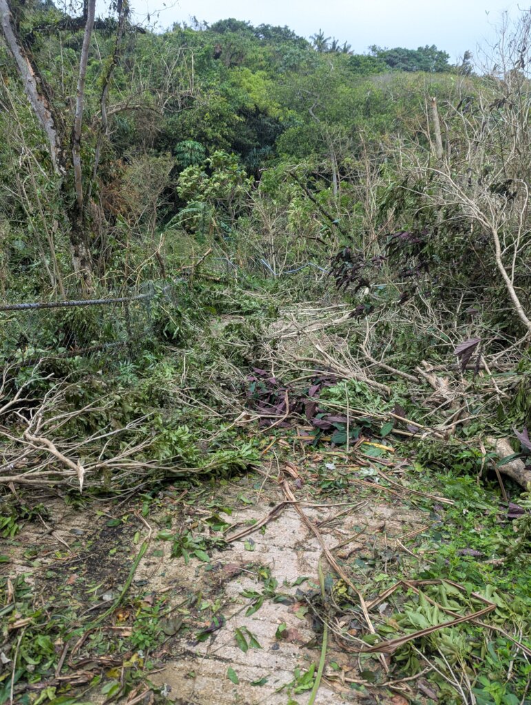 Fallen trees in the Fruit Forest
