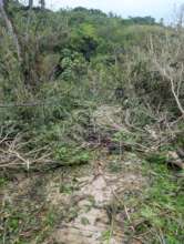 Fallen trees in the Fruit Forest