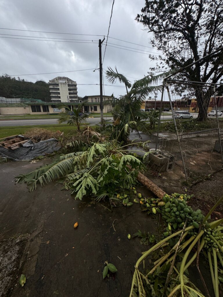 Fallen trees at the Hagatna Community Garden