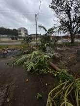 Fallen trees at the Hagatna Community Garden
