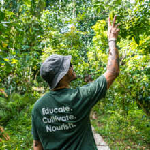 Picking bilimbines (star fruit) on a tour of GSC