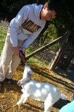 Residential Camp Animal Chores