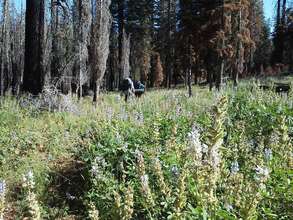 Field of Lupin