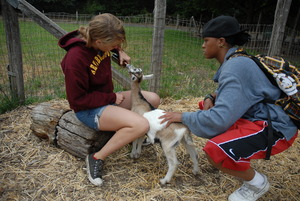 Campers Caring for the Animals