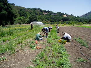 Farm Academy Harvesting Carrots