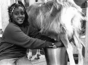 Farm & Wilderness Camper Milking a Goat