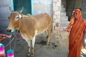 Participant of Microcredit Program with new cow