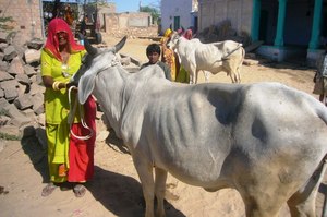 Participant of Microcredit Program with new cow