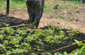 L'AGRICULTURE POUR L'AUTONISMISATION DES FEMMES
