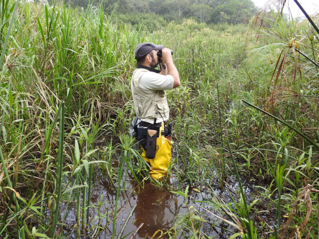 Society for the Conservation of Birds in Brazil)