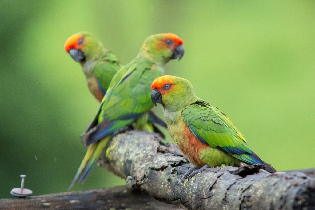 Society for the Conservation of Birds in Brazil)
