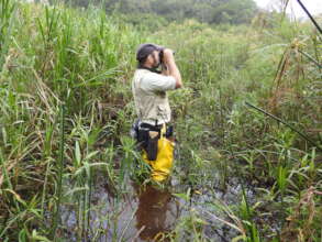 Bird monitoring in Brazil