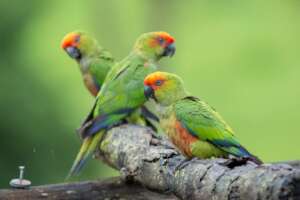 Brazilian Birds