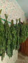 Drying Moringa