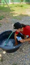 Getting ready to clean Moringa in Salt bath