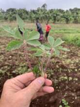 small scale farm in Kenya