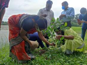 Native tree planting