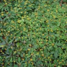 Biophytum sensitivum (Mukutti)