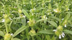 Leucas aspera (Thumba)