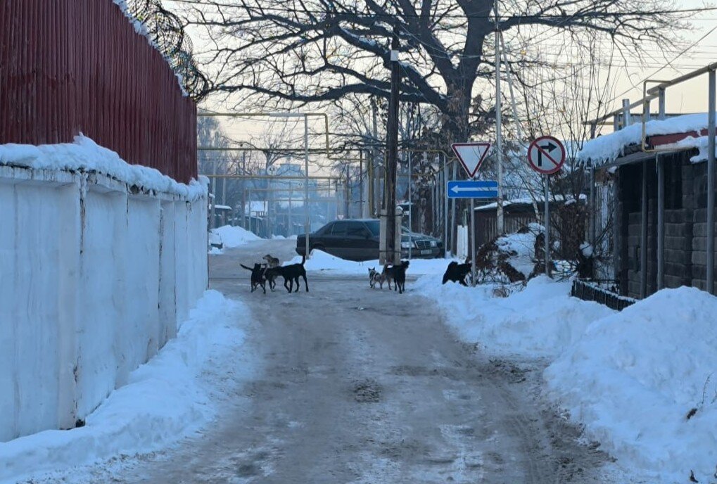 Rescue 500 Stray Animals in Talgar, Kazakhstan