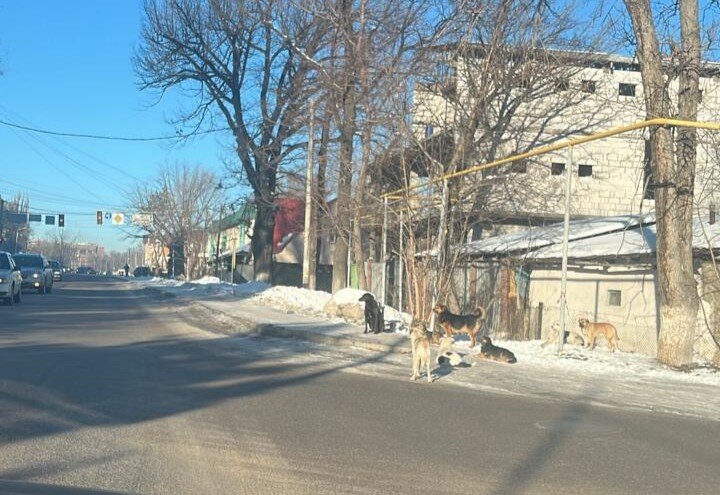 Rescue 500 Stray Animals in Talgar, Kazakhstan
