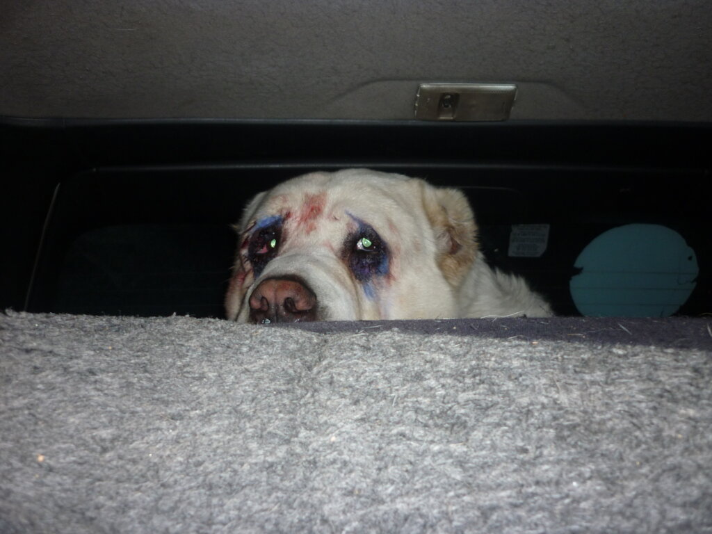 Rescue 500 Stray Animals in Talgar, Kazakhstan