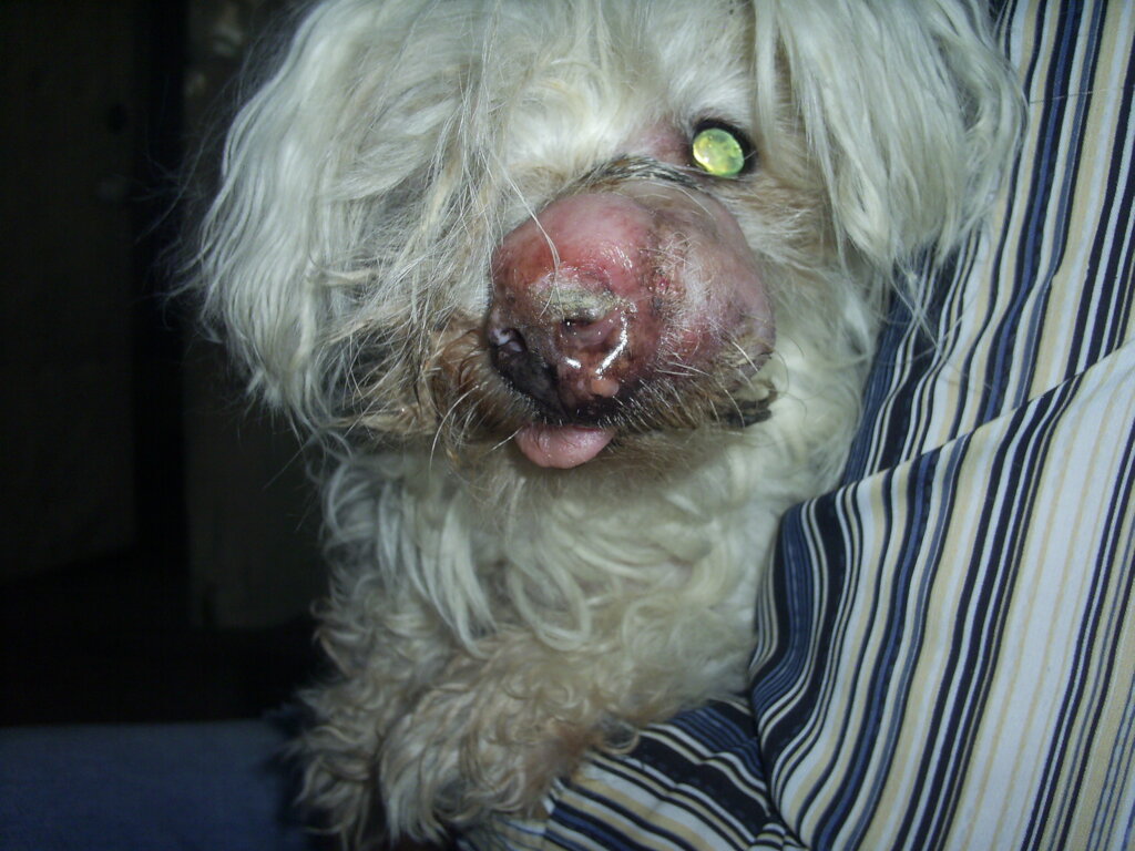 Rescue 500 Stray Animals in Talgar, Kazakhstan