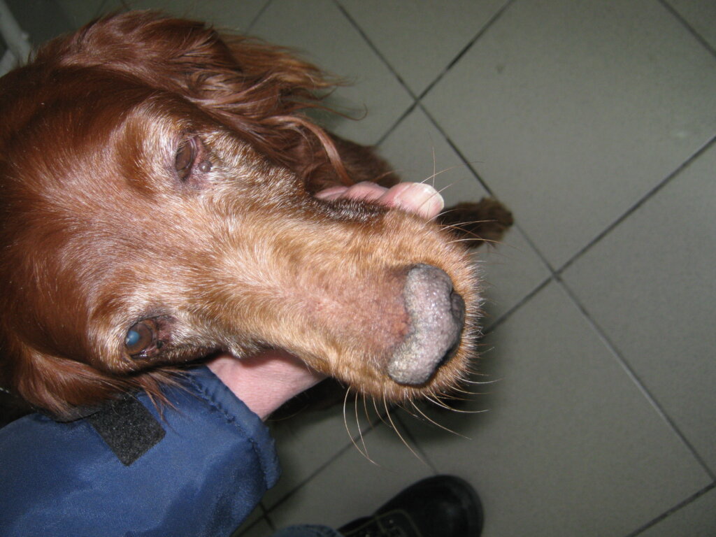 Rescue 500 Stray Animals in Talgar, Kazakhstan