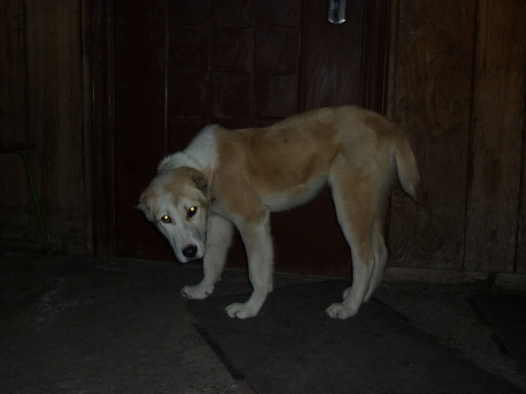 Rescue 500 Stray Animals in Talgar, Kazakhstan